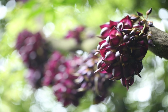 Free Flower Beautiful Flowers photo and picture
