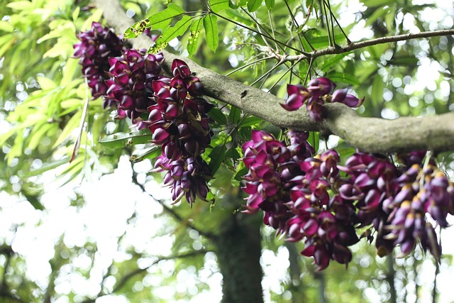 Free Flower Purple photo and picture