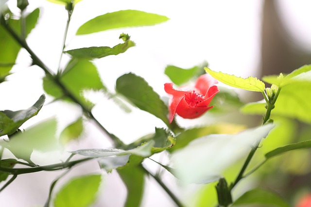 Free Flower Red photo and picture