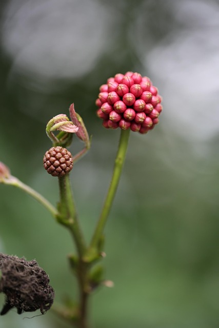 Free Flower Red photo and picture