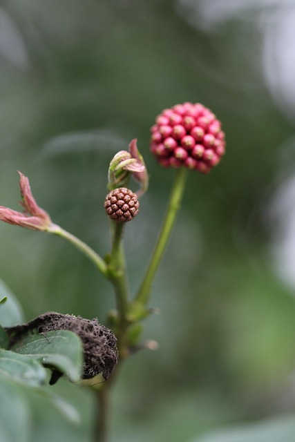 Free Flower Red photo and picture