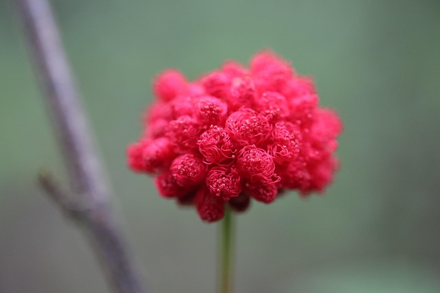 Free Flower Red photo and picture