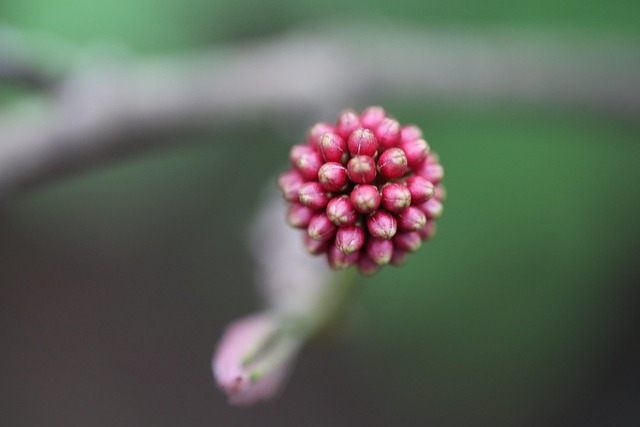 Free Flower Red photo and picture