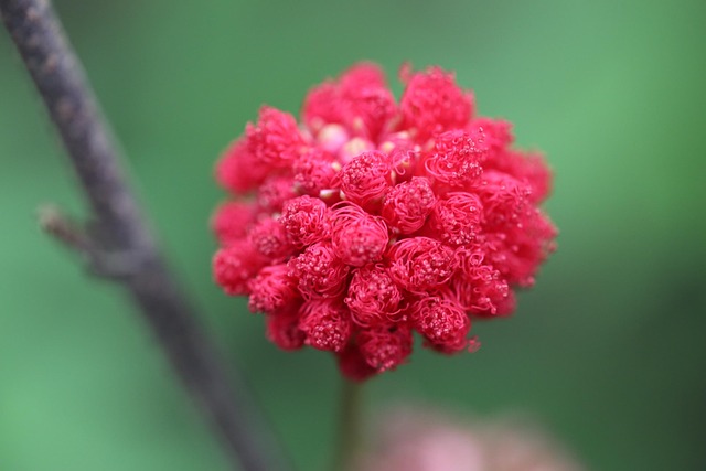 Free Flower Flower Wallpaper photo and picture