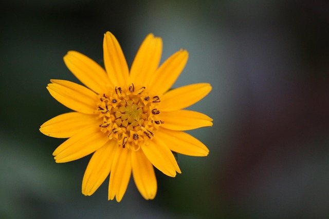 Free Flower Chrysanthemum photo and picture