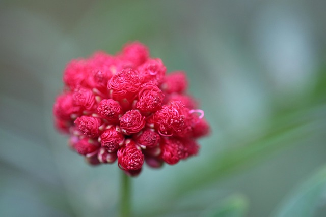 Free Flower Red photo and picture