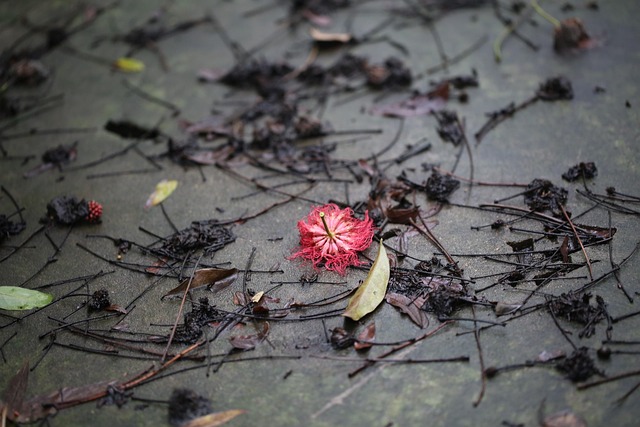 Free Flower Red photo and picture