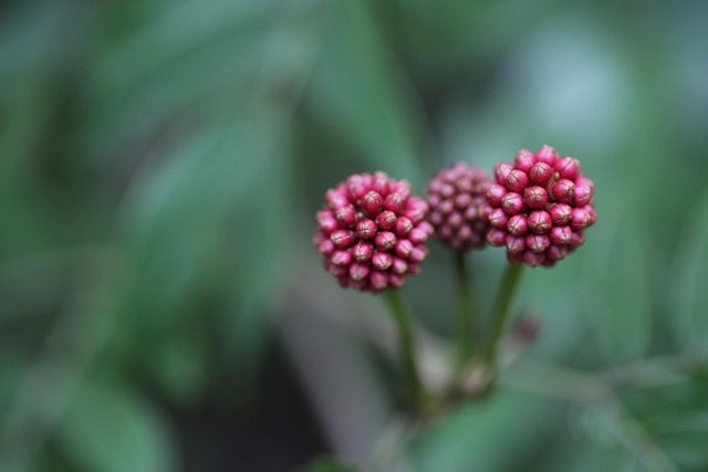 Free Flower Red photo and picture