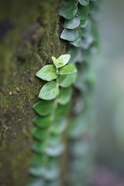 Free Greenery Spring photo and picture