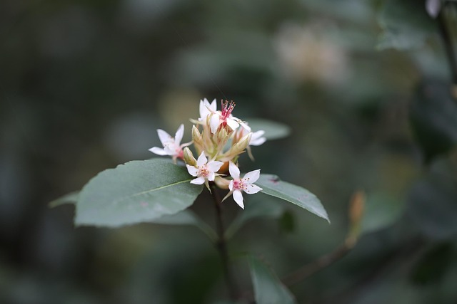 Free Flower Beautiful Flowers photo and picture