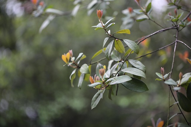 Free Greenery Spring photo and picture