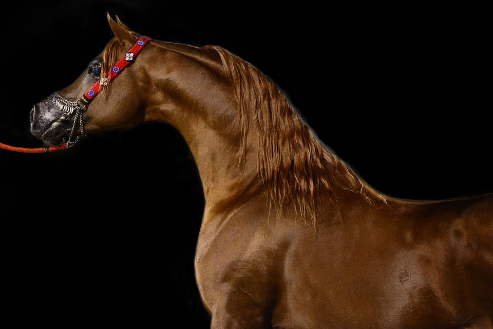 Kuda Arab Hewan Unicorn Superhero Foto Gratis Di Pixabay