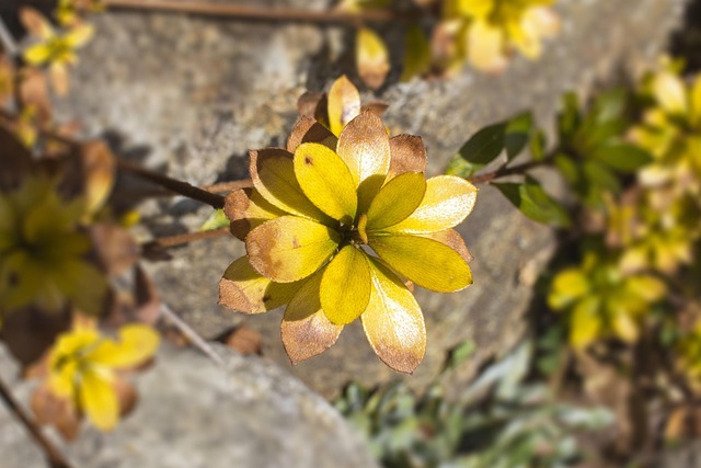 Free Tree Flower photo and picture