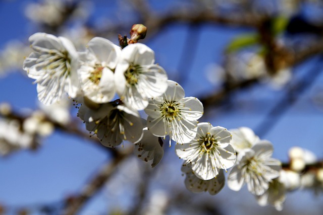 Free Plum Blossom Flower Viewing photo and picture