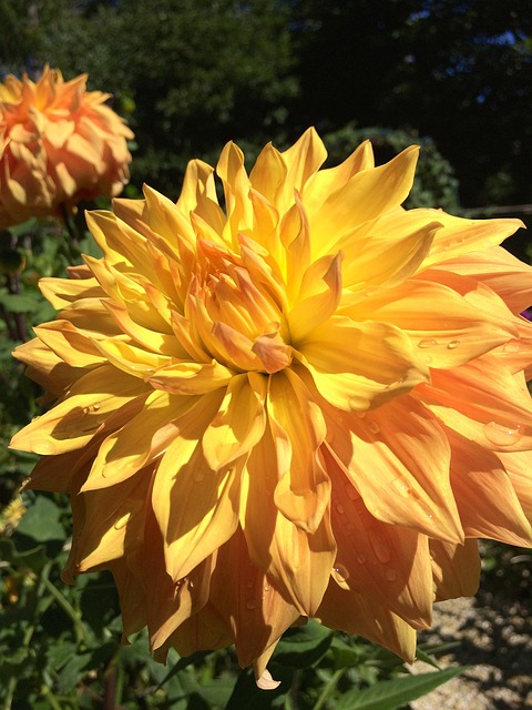 Free Flower Flower Wallpaper photo and picture