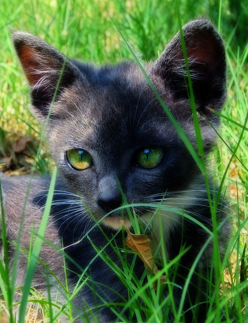 Cat Gazon Vert Animal De - Photo gratuite sur Pixabay - Pixabay