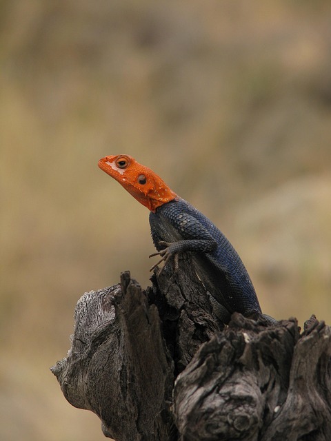 Free Lizard Red photo and picture