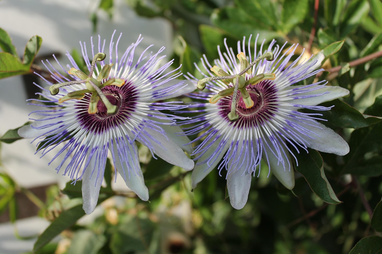 Blossoms - free online jigsaw puzzle photo