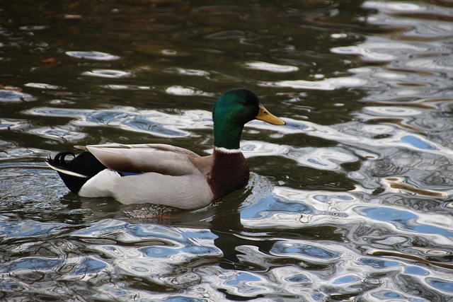 Free Wild Duck Hunt photo and picture