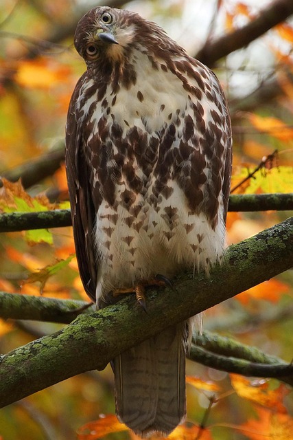 Free Hawk Red Tail Hawk photo and picture
