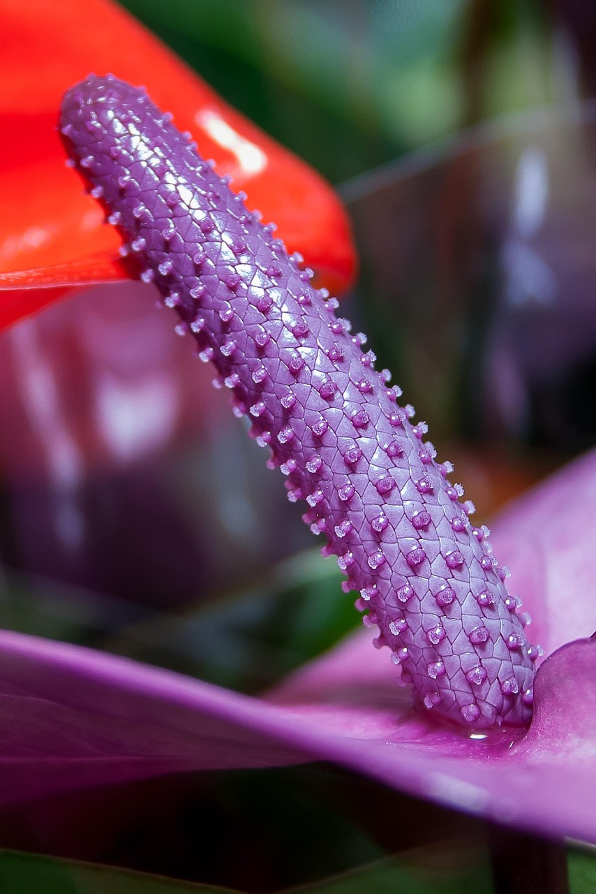 Anthurie Lila Flamingoblume - Kostenloses Foto auf Pixabay