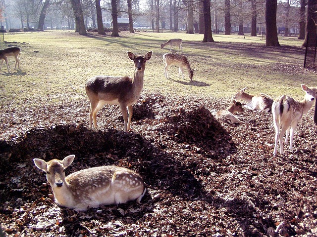 Free Deer Park photo and picture