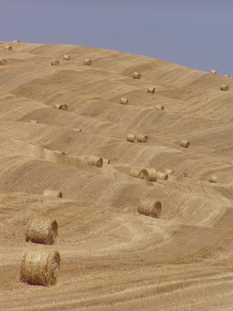 Free Hay Bales Hay photo and picture