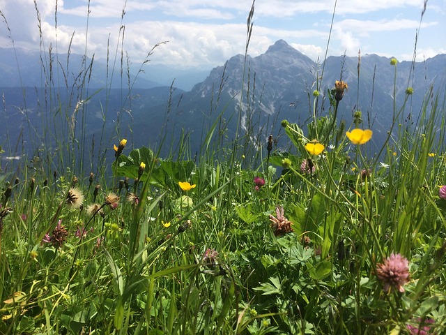 Free Meadow Mountains photo and picture