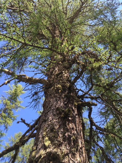 Free Tree Plant photo and picture