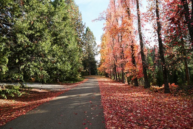 Free Autumn Leaves photo and picture