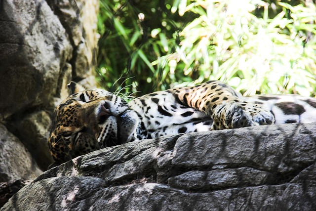 Free Jaguar Animal photo and picture