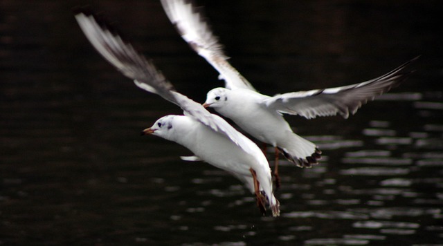 Free Seagull Bird photo and picture