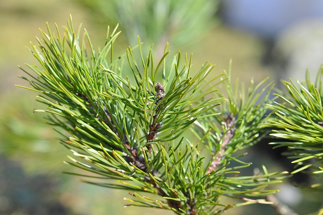 Free Dwarf Pine Conifer photo and picture