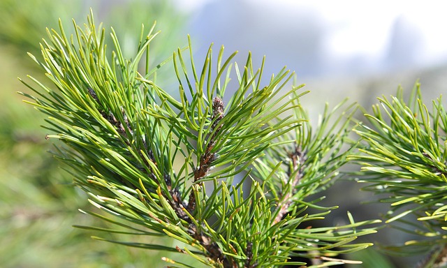 Free Dwarf Pine Conifer photo and picture