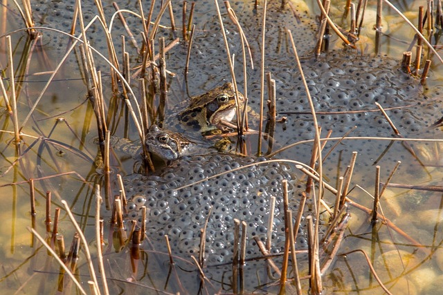 Free Nature Pond photo and picture