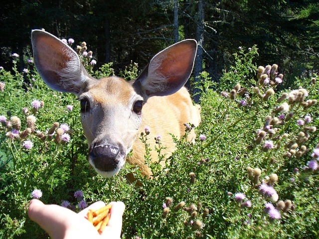 Free Stag Roe Deer photo and picture