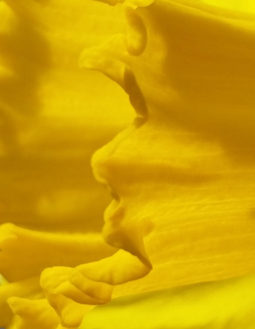 Free Daffodil Yellow photo and picture