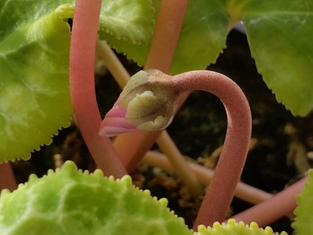 Free Cyclamen Flower photo and picture