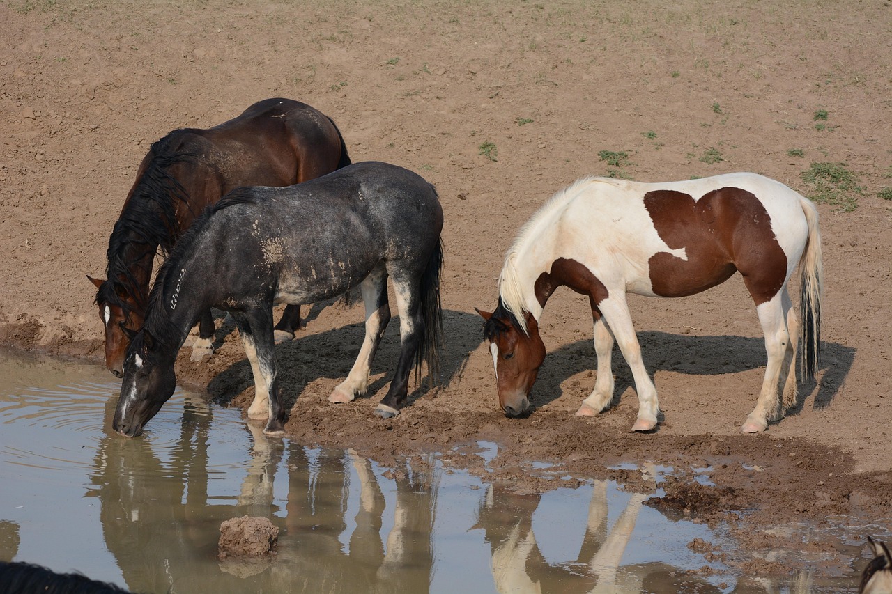 Download free HD stock image of Horses Mustangs Free Horses Mustangs photo and picture