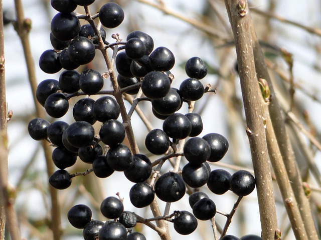 Invierno, Baya, Negro, Planta, Frío