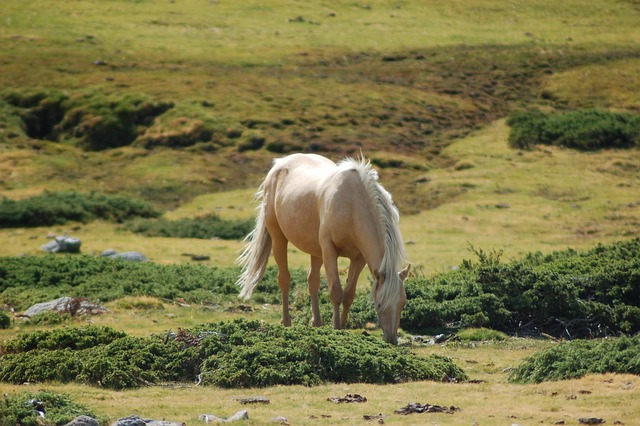 Free Horse Wild photo and picture