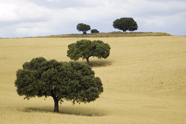 Free Landscape Trees photo and picture