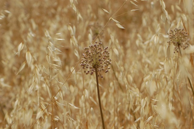 Free Nature Golden photo and picture
