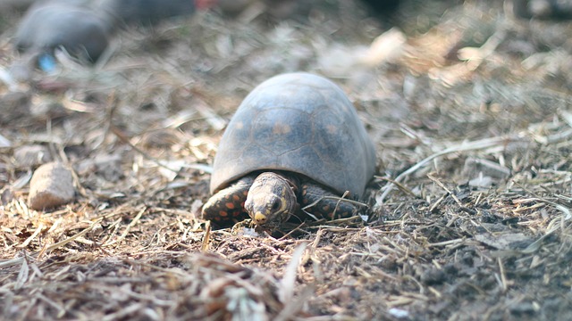 Free Turtle Animal photo and picture