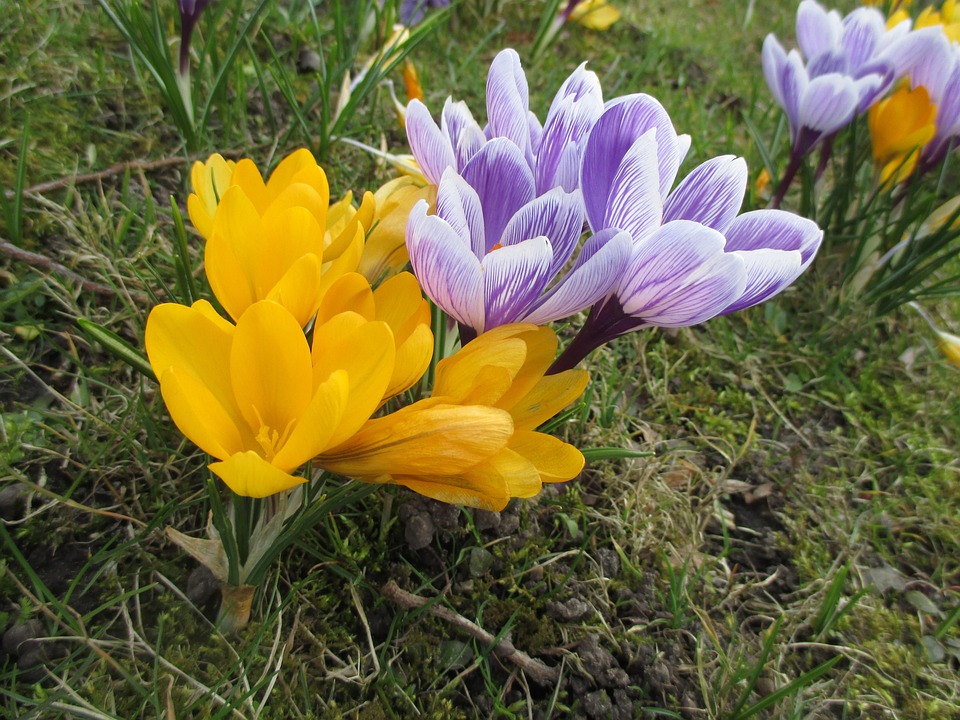 Free photo: Crocus, Flowers, Plant, Spring - Free Image on Pixabay - 681456