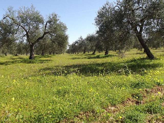 Azeitonas, Olival, Campo De Oliveira