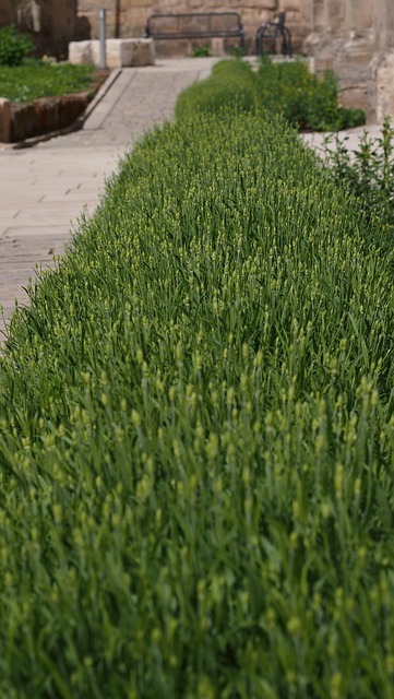 Caminho, Banco, Primavera, Lavanda