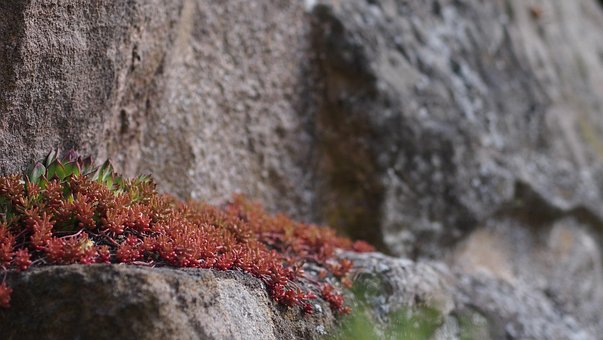 Cultura De Pedra, Pedra, Plantar