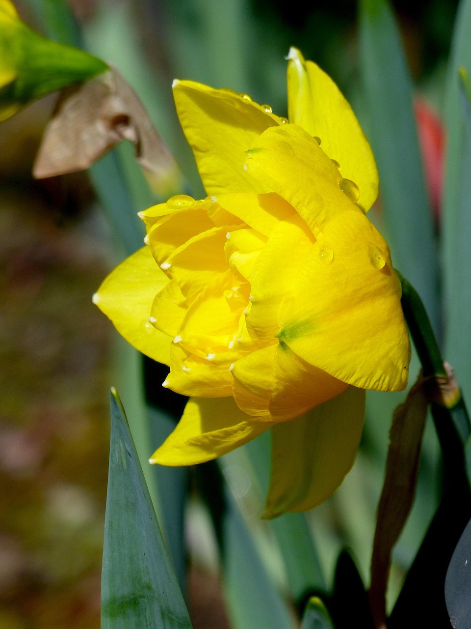 Narcissus Daffodil Spring Free photo on Pixabay Pixabay