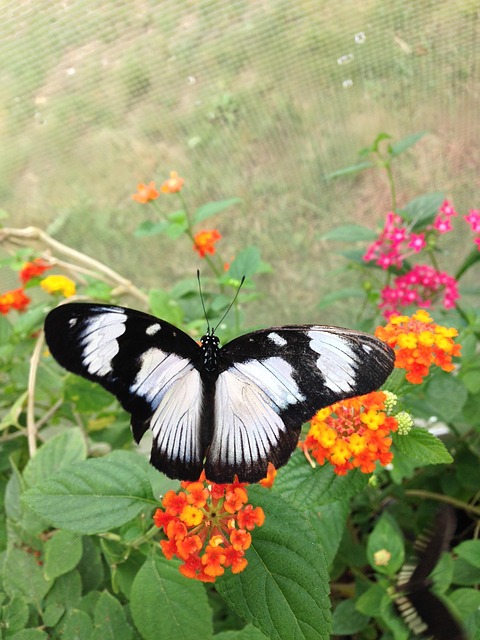 Farve, Sommerfugl, Natur, Vinge, Flyve
